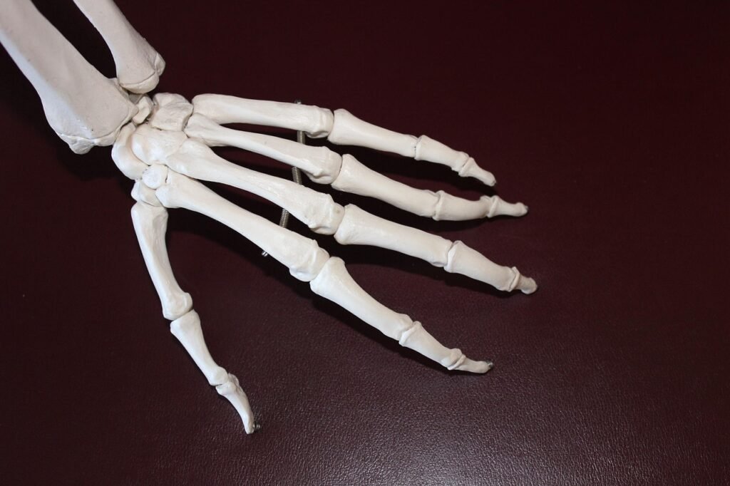 skeleton, hand, bones, anatomy, joint, skeletal, arthritis, medical, health, skeleton, skeleton, bones, joint, arthritis, arthritis, arthritis, arthritis, arthritis